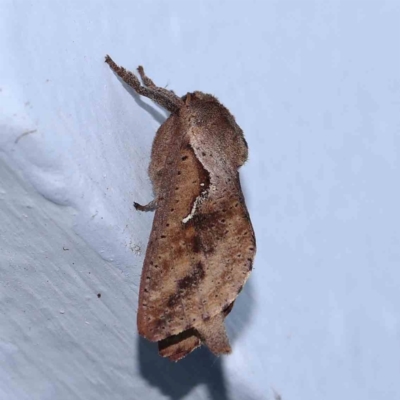 Elhamma australasiae (A Swift or Ghost moth (Hepialidae)) at Turner, ACT - 1 Feb 2024 by ConBoekel