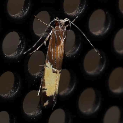 Labdia deliciosella (A Cosmet moth) at Turner, ACT - 1 Feb 2024 by ConBoekel