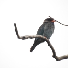 Eurystomus orientalis (Dollarbird) at Wingecarribee Local Government Area - 4 Feb 2024 by GlossyGal