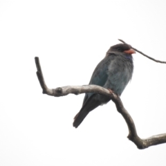 Eurystomus orientalis (Dollarbird) at Burradoo - 4 Feb 2024 by GlossyGal