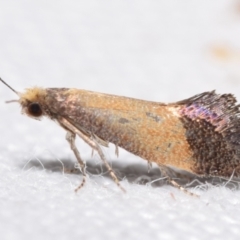 Edosa / TineaX (Tineaidae / Incurvariidae) at Jerrabomberra, NSW - 4 Feb 2024 by DianneClarke