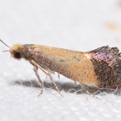 Edosa / TineaX (Tineaidae / Incurvariidae) at QPRC LGA - 4 Feb 2024 by DianneClarke
