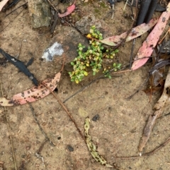 Alternanthera sp. A Flora of NSW (M. Gray 5187) J. Palmer at Mount Rogers - 5 Feb 2024 by Rosie