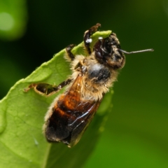 Apis mellifera (European honey bee) at Downer, ACT - 5 Feb 2024 by RobertD