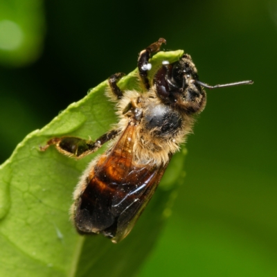 Apis mellifera (European honey bee) at Downer, ACT - 5 Feb 2024 by RobertD