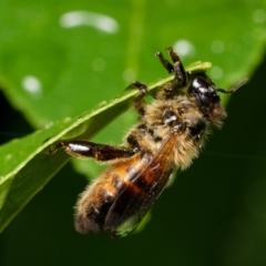 Apis mellifera at Downer, ACT - 5 Feb 2024 03:49 PM