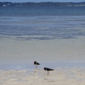 Haematopus longirostris at Vancouver Peninsula, WA - 1 Nov 2023