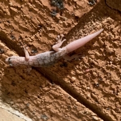 Christinus marmoratus (Southern Marbled Gecko) at Flynn, ACT - 3 Feb 2024 by Rosie