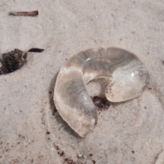 Scyphozoa (class) (Unidentified Jellyfish) at Vancouver Peninsula, WA - 1 Nov 2023 by MB