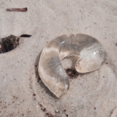 Unidentified Anemone, Jellyfish or Comb Jelly (Cnidaria, Ctenophora) at Vancouver Peninsula, WA - 31 Oct 2023 by MB