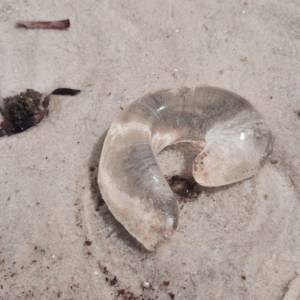 Scyphozoa (class) at Vancouver Peninsula, WA - 1 Nov 2023