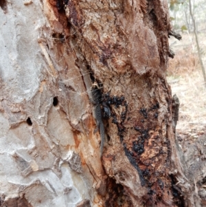 Christinus marmoratus at Mount Rogers - 6 Aug 2018