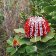 Banksia coccinea (Scarlet Banksia) at Kalgan, WA - 2 Nov 2023 by MB