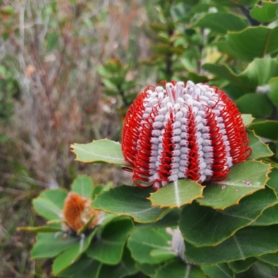 Banksia coccinea (Scarlet Banksia) at Kalgan, WA - 2 Nov 2023 by MB