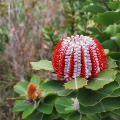 Banksia coccinea (Scarlet Banksia) at Kalgan, WA - 1 Nov 2023 by MB