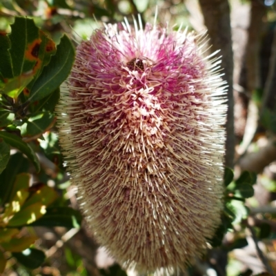Banksia praemorsa (Cut-leaf Banksia) at Sandpatch, WA - 3 Nov 2023 by MB
