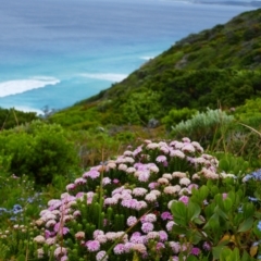 Pimelea ferruginea (Pink Rice-Flower) at Torndirrup, WA - 29 Oct 2023 by MB