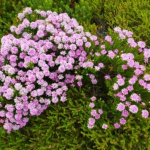 Pimelea ferruginea at Torndirrup National Park - 30 Oct 2023