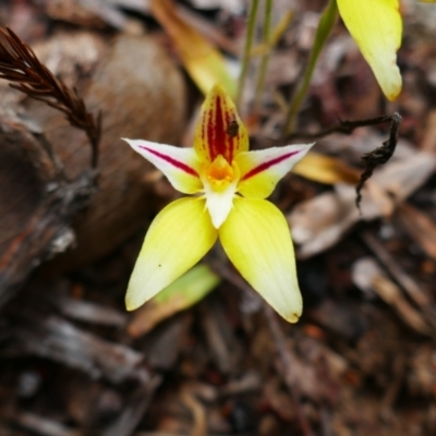 Caladenia flava (Cowslip Orchid) at Kalgan, WA - 2 Nov 2023 by MB