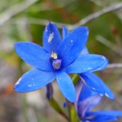 Thelymitra crinita (Blue Lady Orchid) at Kalgan, WA - 2 Nov 2023 by MB