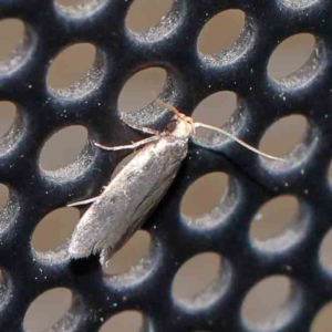 Hoplostega ochroma at Turner, ACT - 1 Feb 2024 09:52 PM