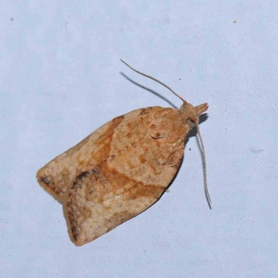 Epiphyas postvittana (Light Brown Apple Moth) at Turner, ACT - 1 Feb 2024 by ConBoekel