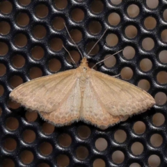 Scopula rubraria (Reddish Wave, Plantain Moth) at Turner, ACT - 1 Feb 2024 by ConBoekel