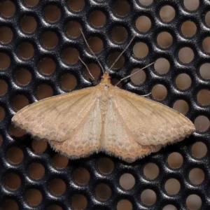 Scopula rubraria at Turner, ACT - 1 Feb 2024