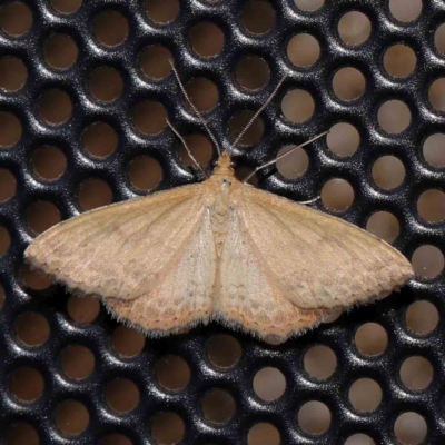 Scopula rubraria (Reddish Wave, Plantain Moth) at Turner, ACT - 1 Feb 2024 by ConBoekel