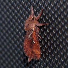 Elhamma australasiae (A Swift or Ghost moth (Hepialidae)) at Turner, ACT - 1 Feb 2024 by ConBoekel