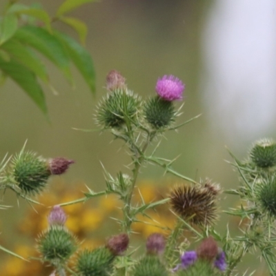 Cirsium vulgare (Spear Thistle) at Yarralumla, ACT - 5 Feb 2024 by RodDeb