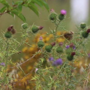 Cirsium vulgare at National Arboretum Forests - 5 Feb 2024