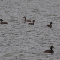 Tachybaptus novaehollandiae (Australasian Grebe) at Yarralumla, ACT - 5 Feb 2024 by RodDeb