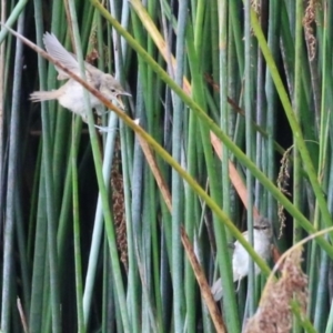 Acrocephalus australis at National Arboretum Forests - 5 Feb 2024 11:39 AM