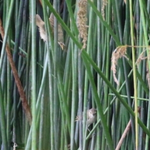 Acrocephalus australis at National Arboretum Forests - 5 Feb 2024 11:39 AM