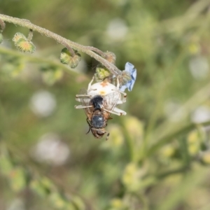 Zygometis xanthogaster at Lyons, ACT - 12 Dec 2016 09:16 AM