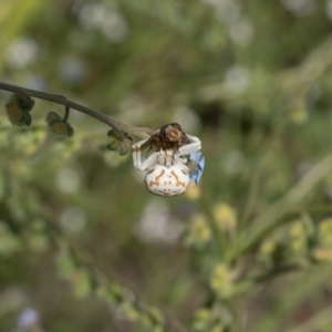 Zygometis xanthogaster at Lyons, ACT - 12 Dec 2016 09:16 AM