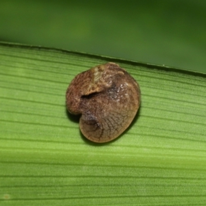 Ubiquitarion iridis at Capalaba, QLD - 4 Feb 2024