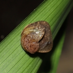 Ubiquitarion iridis at Capalaba, QLD - 4 Feb 2024