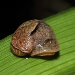 Ubiquitarion iridis at Capalaba, QLD - 4 Feb 2024