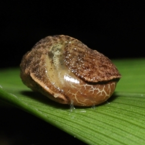 Ubiquitarion iridis at Capalaba, QLD - 4 Feb 2024