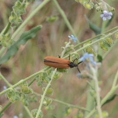 Porrostoma rhipidium (Long-nosed Lycid (Net-winged) beetle) at Lyons, ACT - 13 Dec 2016 by ran452