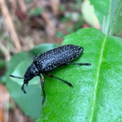 Rhipicera (Agathorhipis) femorata (Feather-horned beetle) at Jedbinbilla - 4 Feb 2024 by RosD
