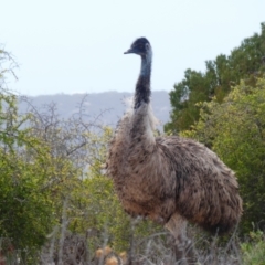 Dromaius novaehollandiae (Emu) at Eucla, WA - 8 Mar 2020 by MB