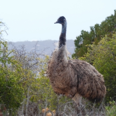 Dromaius novaehollandiae (Emu) at Eucla, WA - 8 Mar 2020 by MB