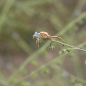 Runcinia acuminata at Lyons, ACT - 14 Dec 2016 11:01 AM