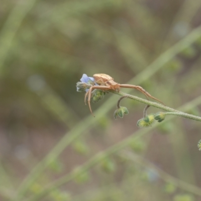 Runcinia acuminata (Pointy Crab Spider) at Lyons, ACT - 14 Dec 2016 by ran452