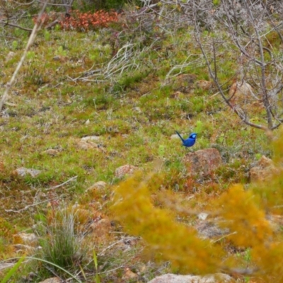 Malurus splendens (Splendid Fairywren) at Lesmurdie Falls National Park - 9 Oct 2022 by MB