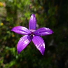 Elythranthera brunonis (Purple Enamel Orchid) at Sawyers Valley, WA - 16 Oct 2022 by MB