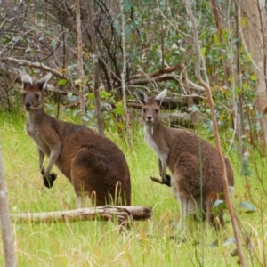 Macropus fuliginosus at Walyunga National Park - 20 Oct 2022